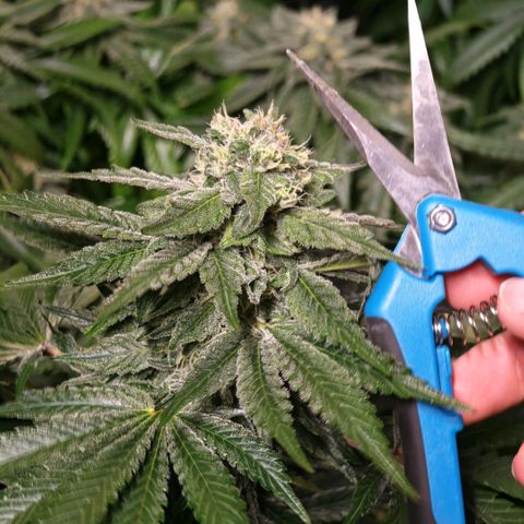 Papaya Sherbet™ growlog timeline photo