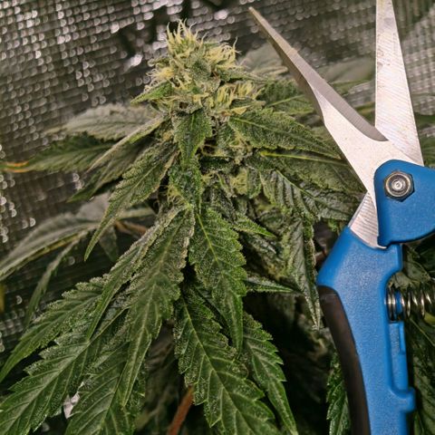 Papaya Sherbet™ growlog timeline photo