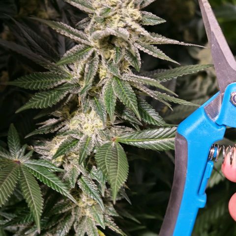 Papaya Sherbet™ growlog timeline photo