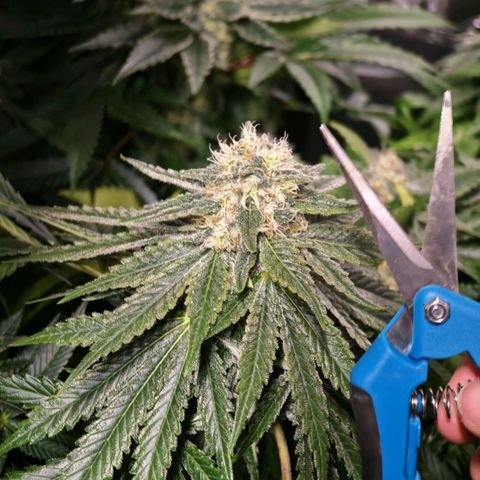 Papaya Sherbet™ growlog timeline photo