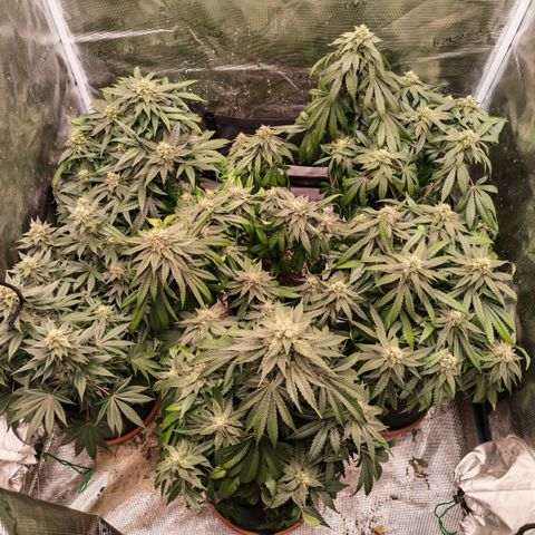 Papaya Sherbet™ growlog photo: Waited a but too much to water them.