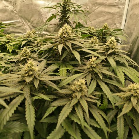Papaya Sherbet™ growlog timeline photo
