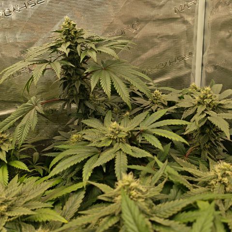 Papaya Sherbet™ growlog timeline photo