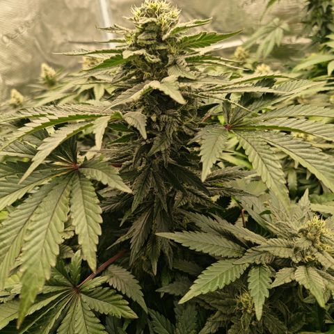 Papaya Sherbet™ growlog timeline photo