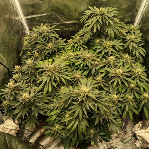 Papaya Sherbet™ growlog timeline photo