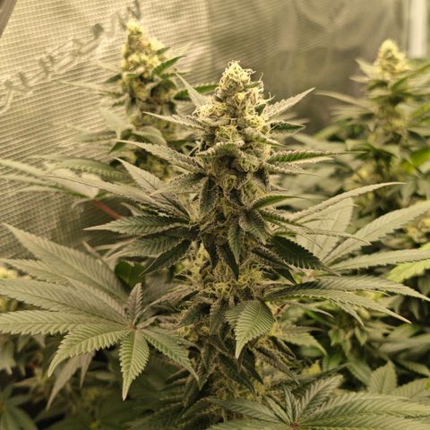Papaya Sherbet™ growlog timeline photo