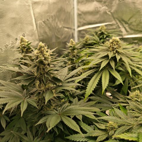 Papaya Sherbet™ growlog timeline photo