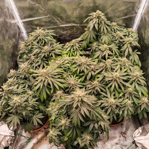 Papaya Sherbet™ growlog timeline photo