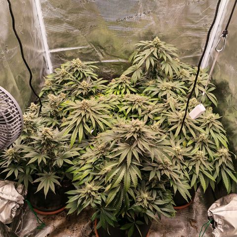 Papaya Sherbet™ growlog timeline photo