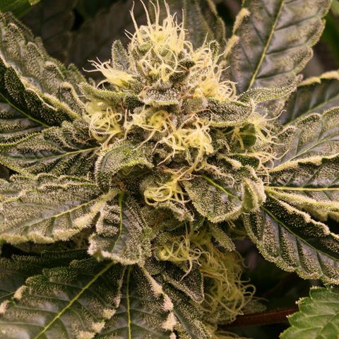 Papaya Sherbet™ growlog timeline photo