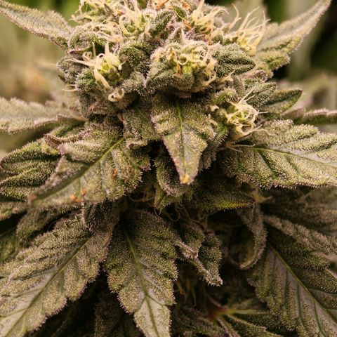 Papaya Sherbet™ growlog timeline photo