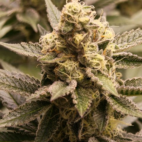 Papaya Sherbet™ growlog timeline photo