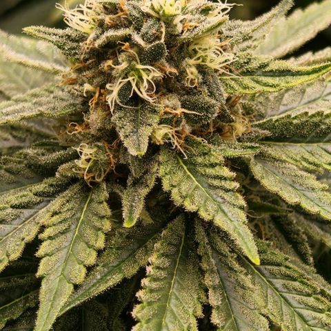 Papaya Sherbet™ growlog timeline photo