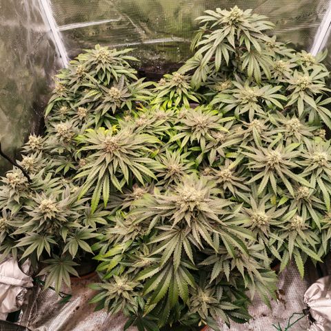 Papaya Sherbet™ growlog timeline photo