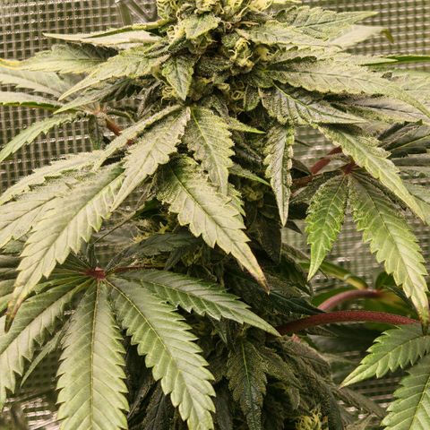 Papaya Sherbet™ growlog timeline photo
