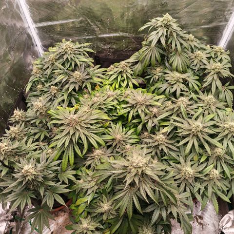 Papaya Sherbet™ growlog timeline photo