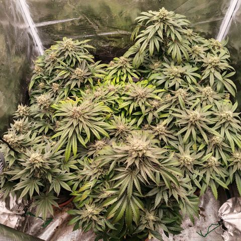 Papaya Sherbet™ growlog timeline photo