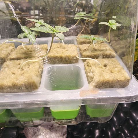 Papaya Sherbet DWC growlog timeline photo