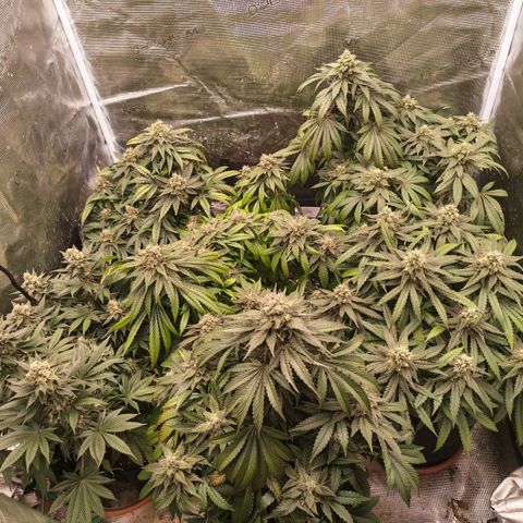 Papaya Sherbet™ growlog timeline photo