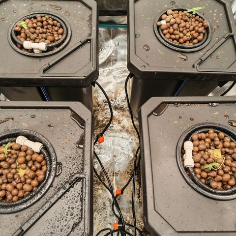 Papaya Sherbet DWC growlog timeline photo