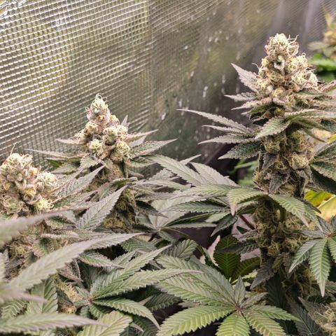 Papaya Sherbet™ growlog timeline photo