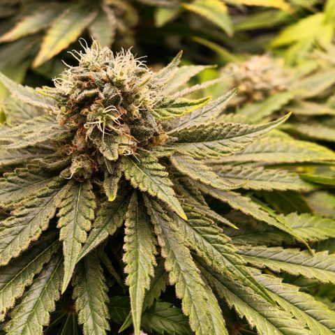 Papaya Sherbet™ growlog timeline photo