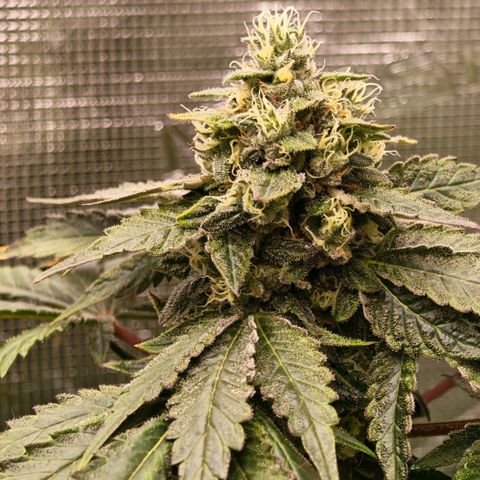 Papaya Sherbet™ growlog timeline photo