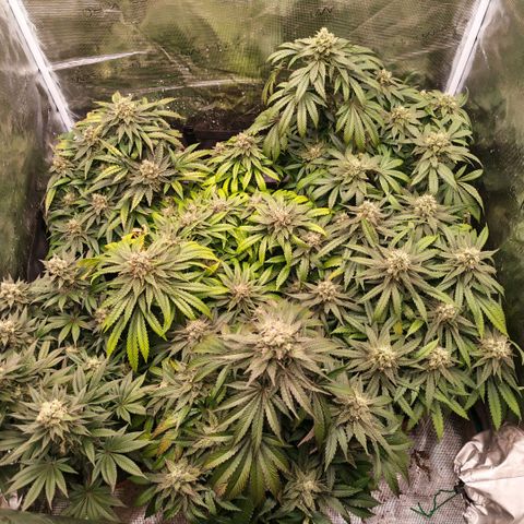 Papaya Sherbet™ growlog timeline photo
