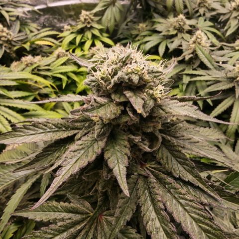 Papaya Sherbet™ growlog timeline photo