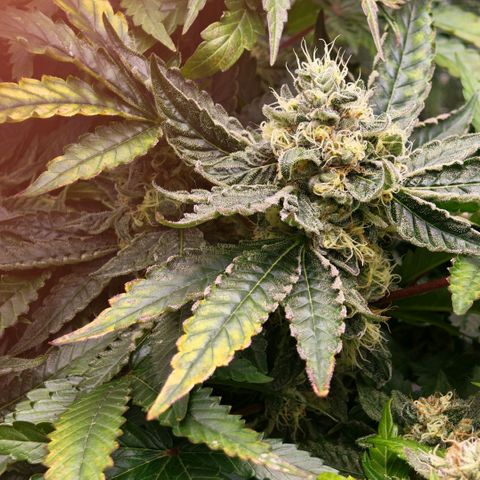 Papaya Sherbet™ growlog timeline photo