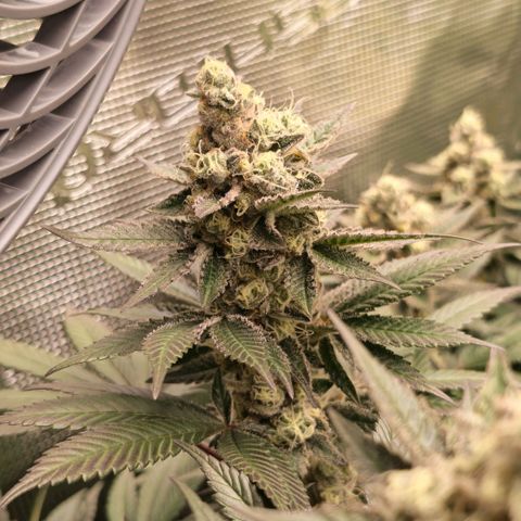 Papaya Sherbet™ growlog timeline photo