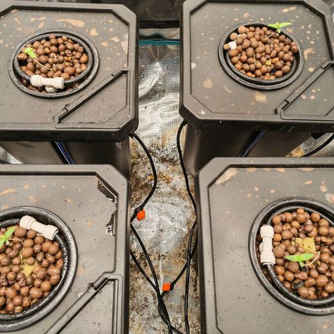 Papaya Sherbet DWC growlog timeline photo