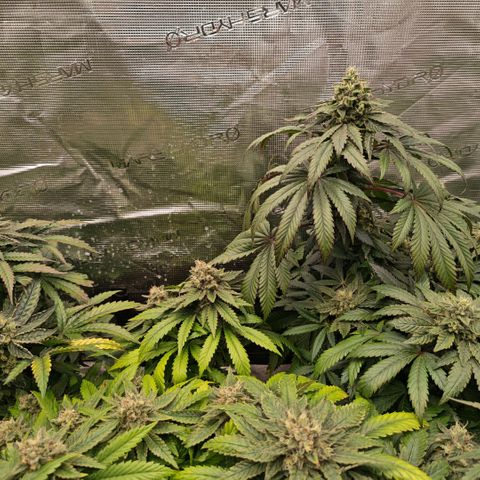 Papaya Sherbet™ growlog timeline photo