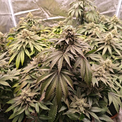 Papaya Sherbet™ growlog timeline photo