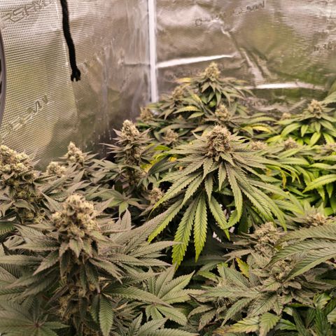 Papaya Sherbet™ growlog timeline photo