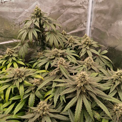 Papaya Sherbet™ growlog timeline photo