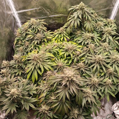 Papaya Sherbet™ growlog timeline photo