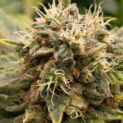 Papaya Sherbet™ growlog timeline photo