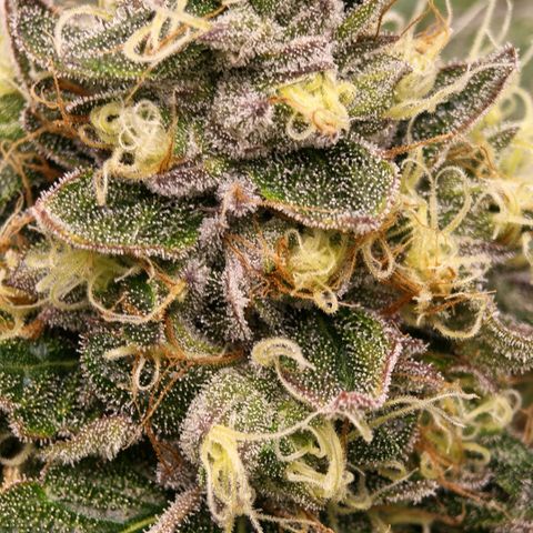 Papaya Sherbet™ growlog timeline photo