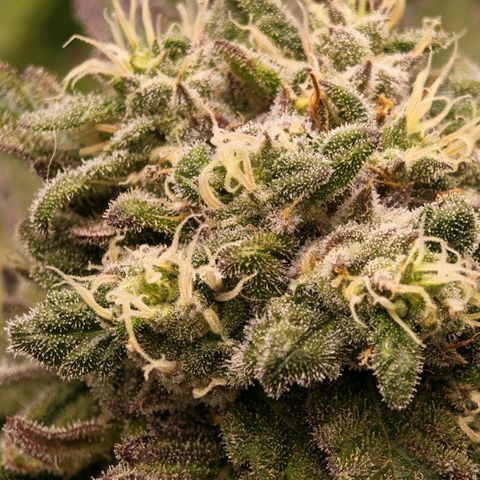 Papaya Sherbet™ growlog timeline photo