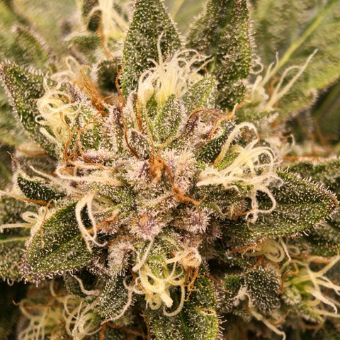 Papaya Sherbet™ growlog timeline photo