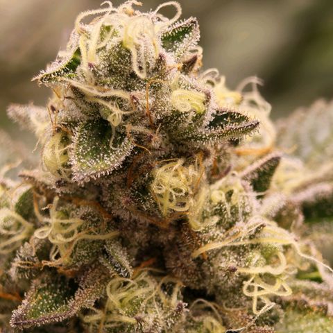 Papaya Sherbet™ growlog timeline photo