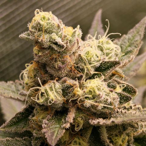 Papaya Sherbet™ growlog timeline photo