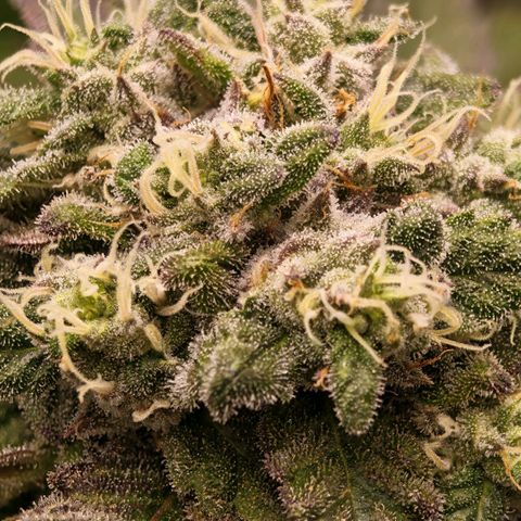 Papaya Sherbet™ growlog timeline photo
