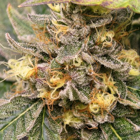 Papaya Sherbet™ growlog timeline photo