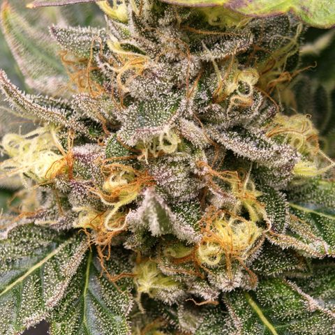 Papaya Sherbet™ growlog timeline photo