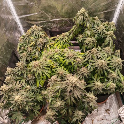 Papaya Sherbet™ growlog timeline photo
