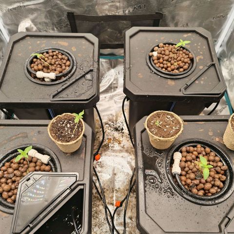 Papaya Sherbet DWC growlog timeline photo