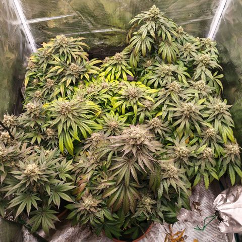 Papaya Sherbet™ growlog timeline photo