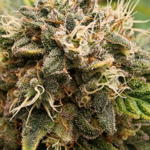 Papaya Sherbet™ growlog timeline photo